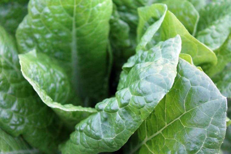 salad-greens-resized