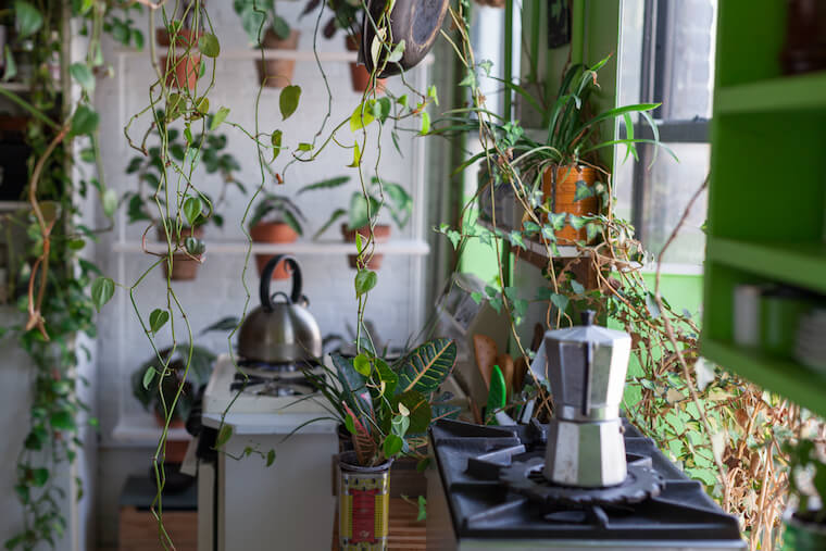 Summer Rayne Oakes urban jungle plants