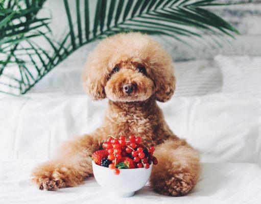 Meet the Healthy It-Dogs of Instagram