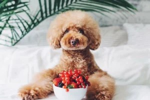 Meet the healthy it-dogs of Instagram