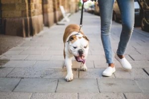 Why having a dog is definitely good for your health