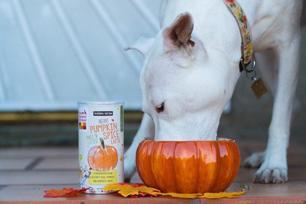 You Can Now Get a Pumpkin Spice Latte—for Your Pet