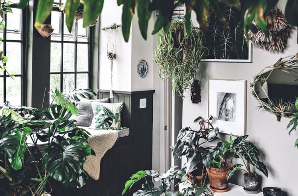 8 Instagram Accounts That Want to Give Your Zen Den a Jungle Makeover