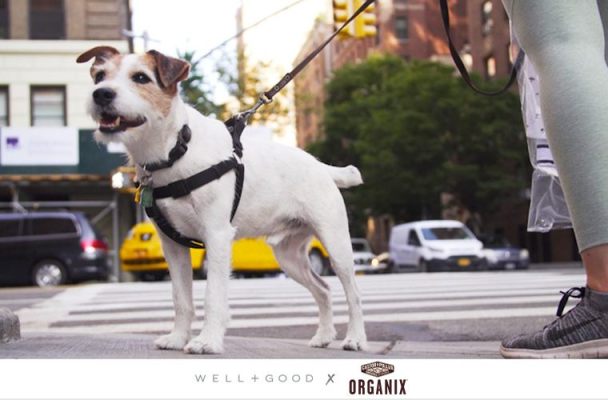 Where in-the-Know New Yorkers (and Their Pets) Stay Healthy in the City