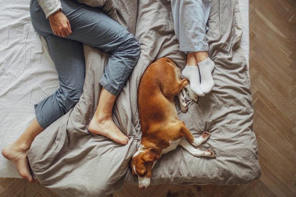 Is Sleeping Next to Your Dog the Reason You're Always Tired?