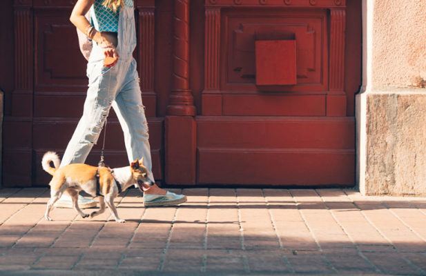The Scientific Reason You Love Taking Your Dog on Walks