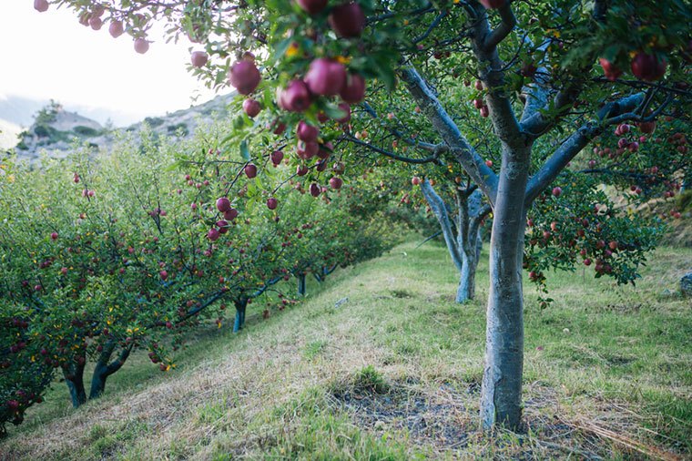 Apple tree in apple orchard