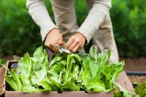 Which leafy green is the healthiest?