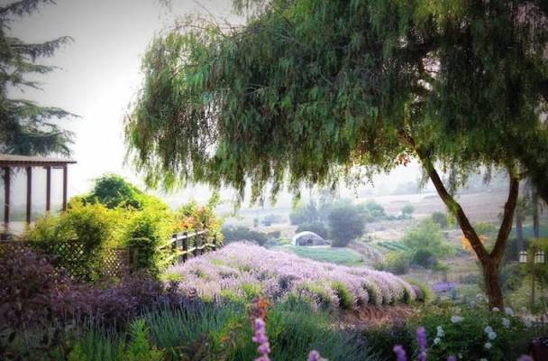 Dreamy Travel Alert: You Can Book a Stay at These Actual Lavender Farms
