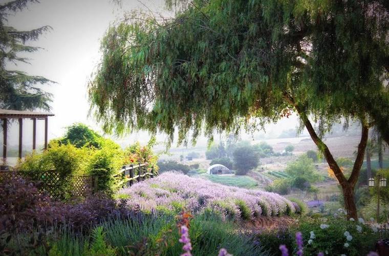 Lavender farms to stay at now
