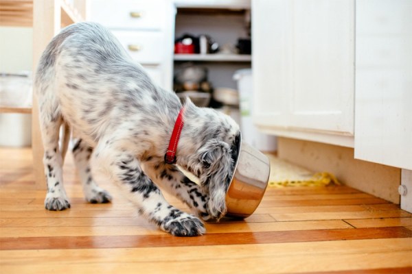 PET FOOD THAT’S AS HEALTHY AS YOURS