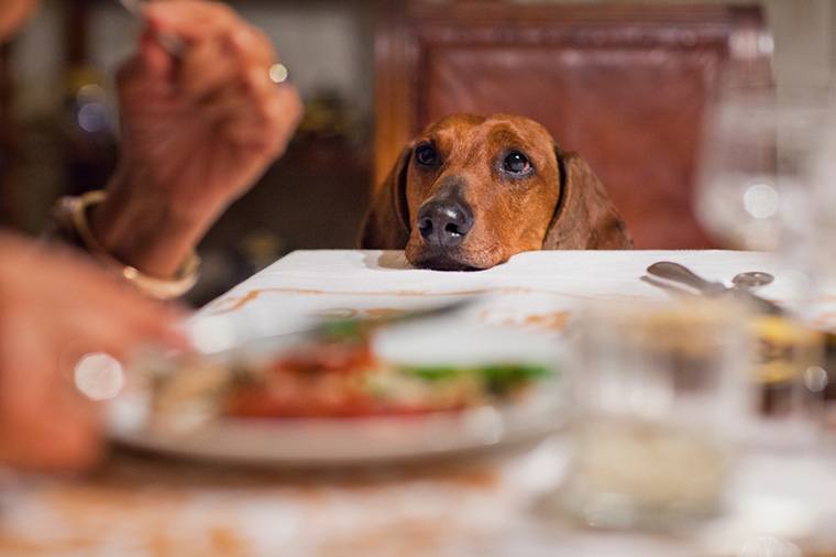 Can dogs eat Thanksgiving dinner?