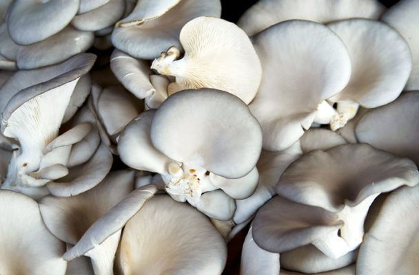 Why Eating More Mushrooms Might Gift You the Anti-Aging Benefits of a French Girl