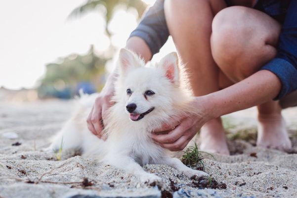Yet Another Mood-Boosting Reason to Visit the Caribbean: a Beach Filled With Puppies