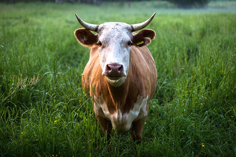 cow in grass