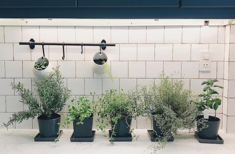 Indoor herb gardens on Instagram