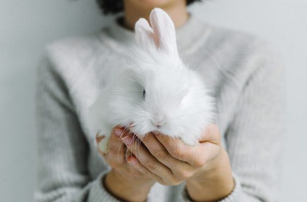 There's a Class in Canada Where You Do Yoga Poses With Bunnies