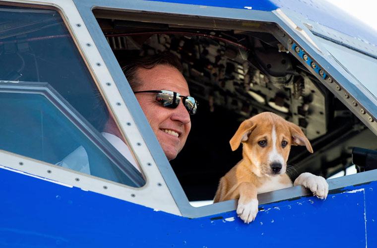Southwest rescues stray animals from Puerto Rico