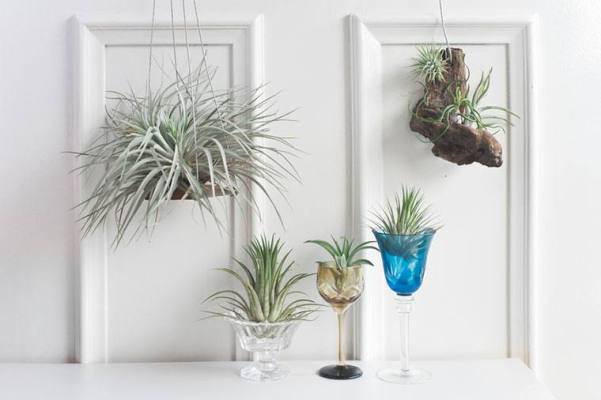 Behold: These Plants Don't Need Dirt, Water, or Even a Pot