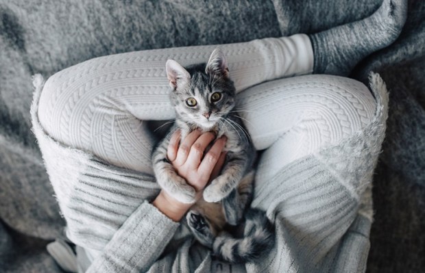 Get Paid to Cuddle Cats in the Most Hygge Job Ever