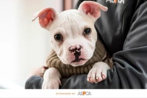 What to do if you’re an animal-lover but can’t adopt one