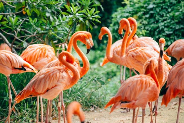 Flamingo Lovers: This Job in the Bahamas Is What Millennial Pink Dreams Are Made Of