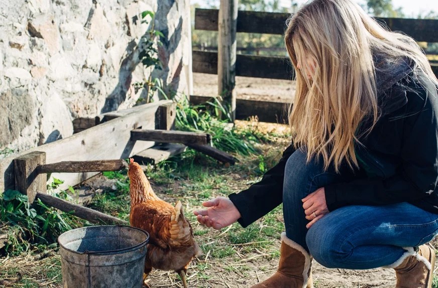 Antibiotic-free super chickens good for health