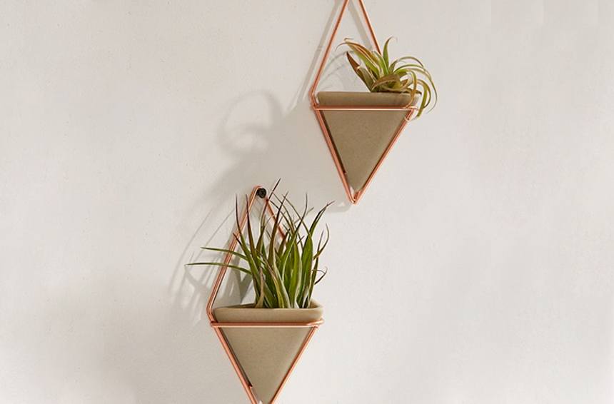 6 pet-friendly wall planters for small homes