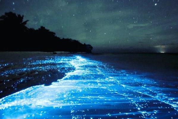 Found: the Bioluminescent Beaches With the Most-Otherworldly Glow in the World