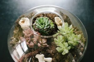 9 easy-to-maintain terrariums to spruce up your space
