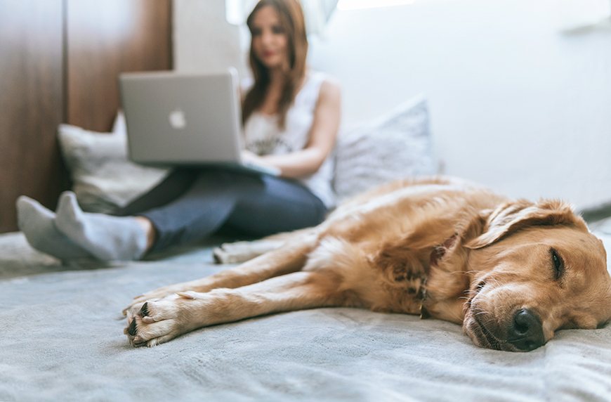 Sleep with dog: Is it safe?