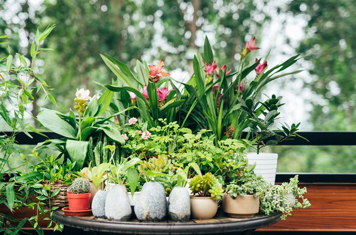 4 keys to keeping plants alive, according to the ultimate plant lady