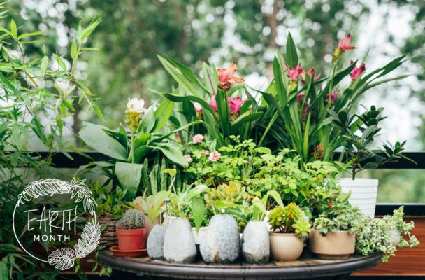 4 Keys to Keeping Your Mini-Garden Healthy, According to the Ultimate Plant Lady