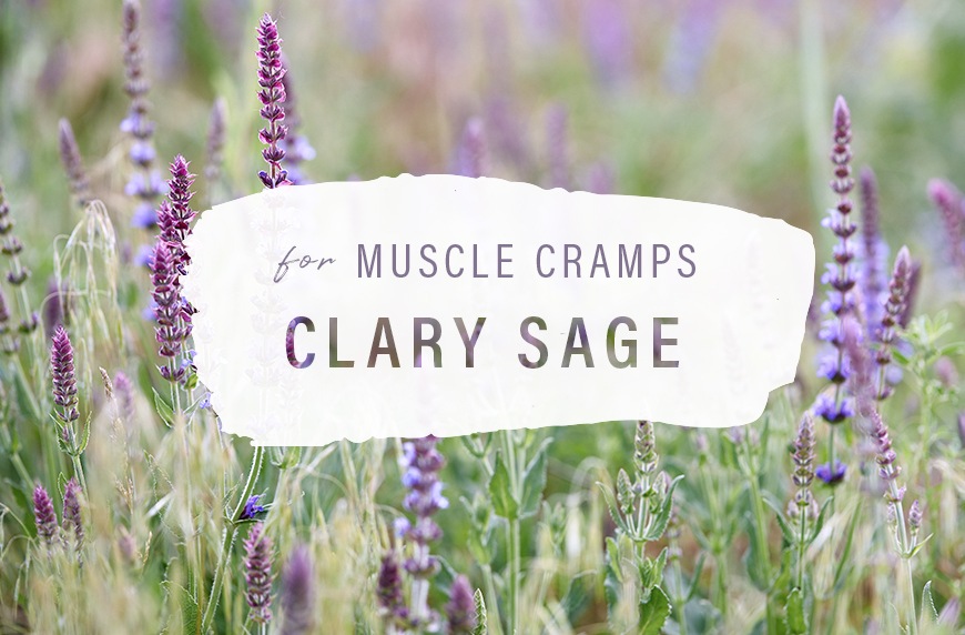 clary sage for muscle cramps