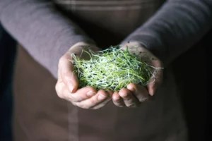 Are microgreens worth the splurge?