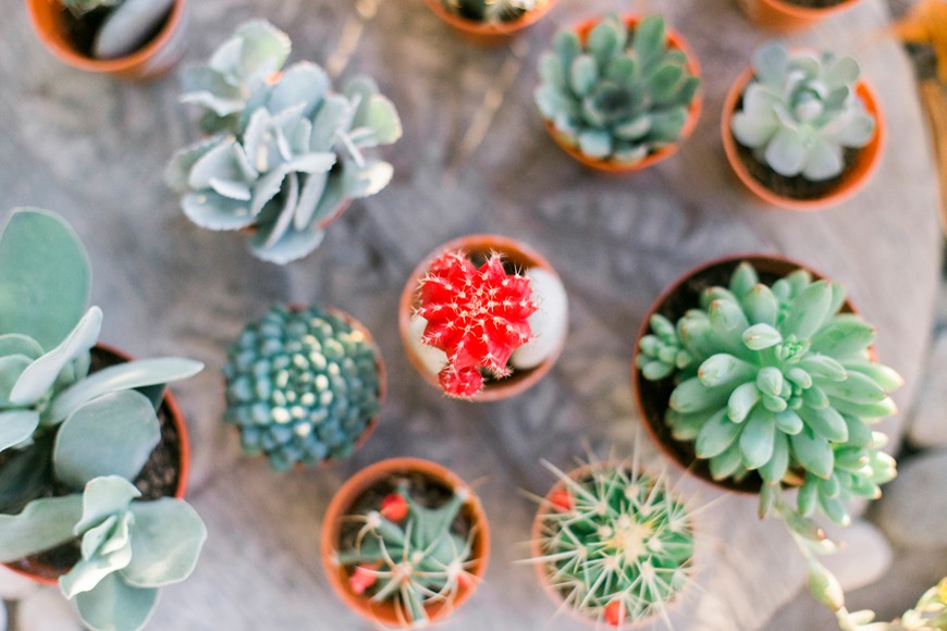 How to multiply your succulents into a garden