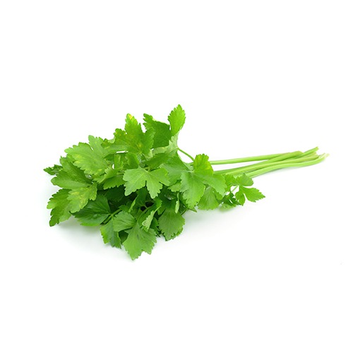 fresh cilantro