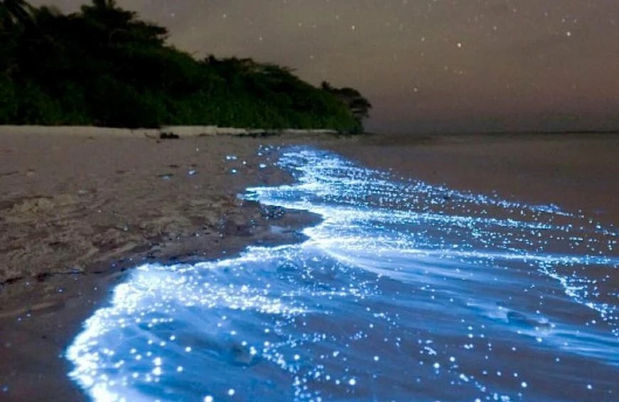 where to find bioluminescent beaches