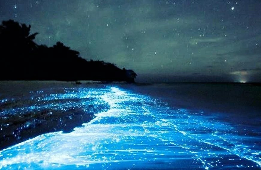 where to find bioluminescent beaches