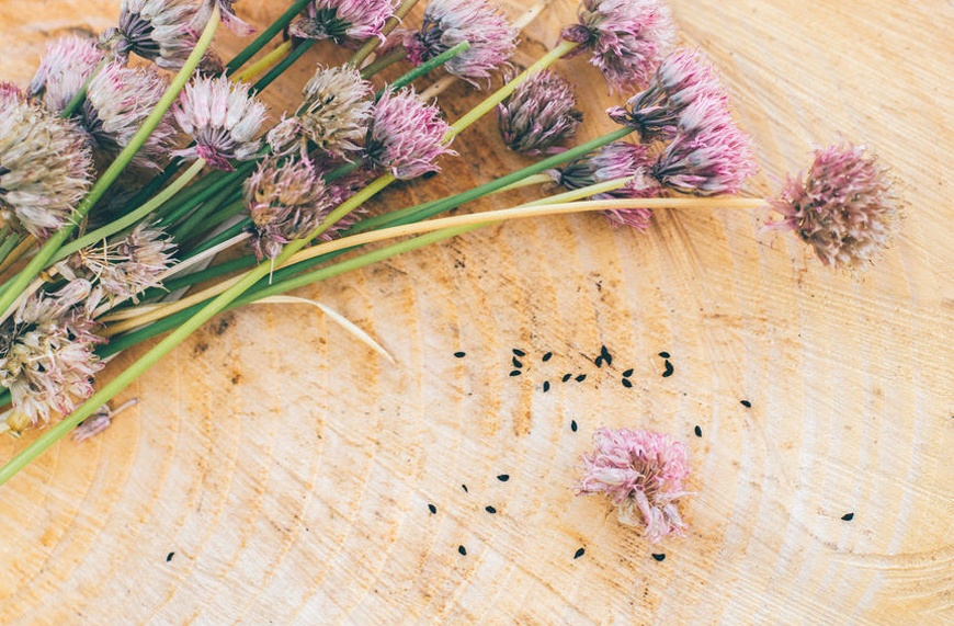 These herbs flower into the prettiest kitchen-table bouquets