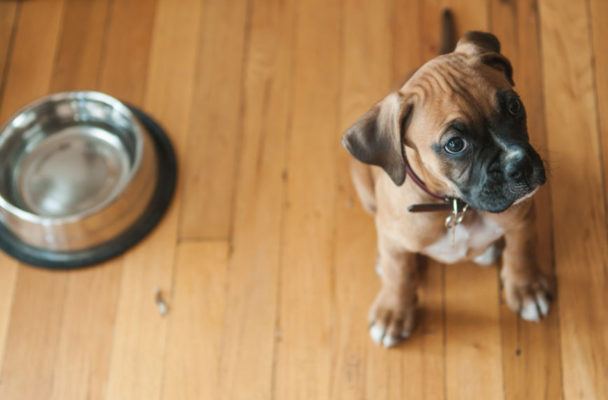 Grab the Soap: This Is How Often You Should *Really* Clean Your Dog's Food Bowl