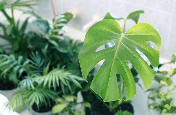 Monstera Hysteria Has Broken Out on Pinterest, but What on Earth Is the Thing?
