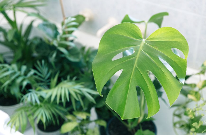 Everything to know about monstera plant care