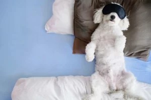 Watching animals practice self-care is the *ultimate* version of self-care