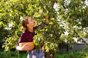 It's apple picking season (just check Instagram)—here's how to keep 'em fresh for months