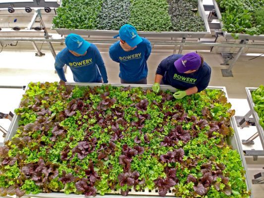 How Indoor Farming Is Making It Easier to Eat Locally Grown, Pesticide-Free Food