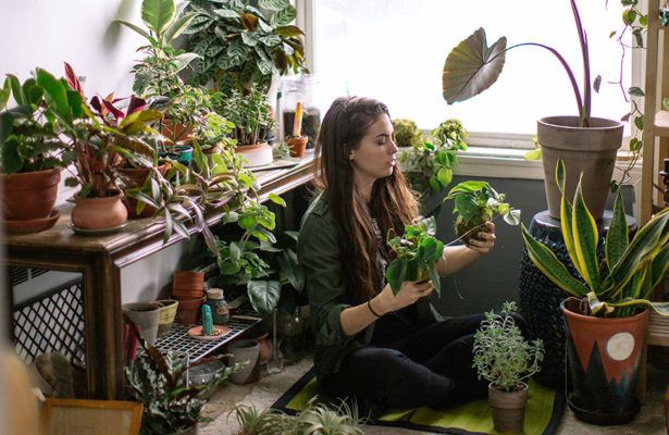 Introducing Sweet Potato Vines, the New Obsession of Plant Ladies Everywhere