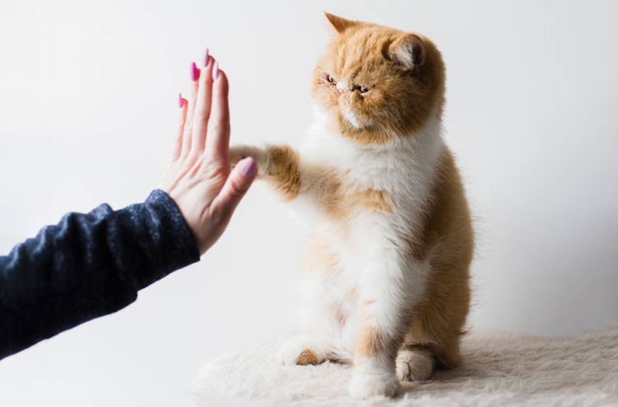 This high-fiving cat is here to congratulate you on getting through the week