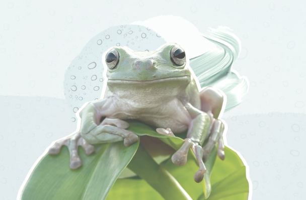 Why I'm Taking My Skin-Care Inspo From a Frog This Winter—and Yes, I'm Serious