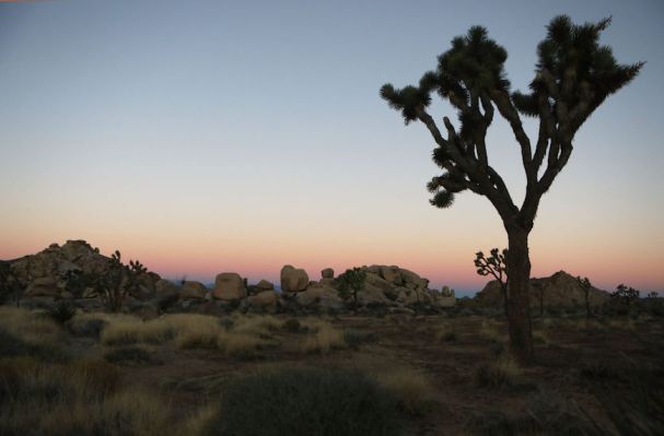 Another Reason to Hope the Government Shutdown Ends Soon: to Save Joshua Tree's Trees